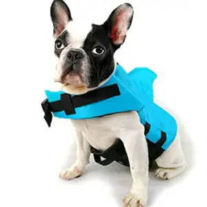 Bulldog Francés con chaleco salvavidas