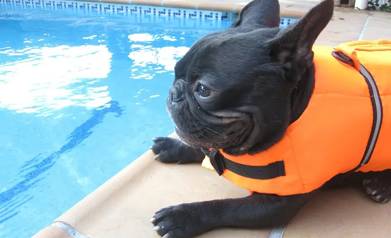 ¿Los bulldog francés pueden nadar?