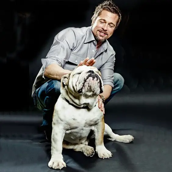 Brad Pitt - Bulldog Ingles