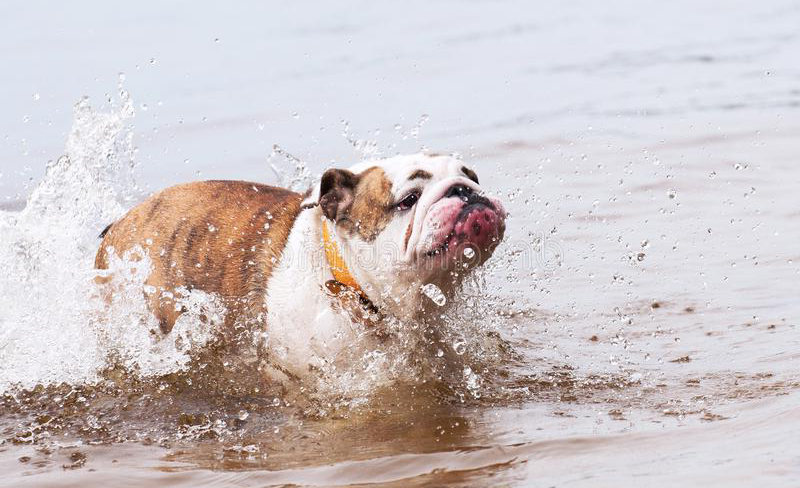 ¿Mi bulldog inglés puede nadar?