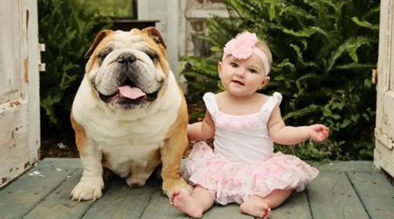 Bulldog Ingles Una Raza Ideal Para Los Bebes I Love Bulldogs