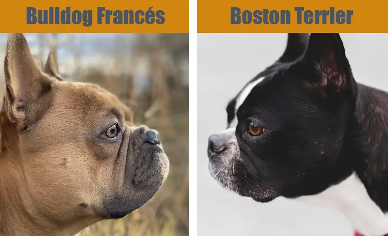 Cuales son las diferencias entre el bulldog frances y el boston terrier
