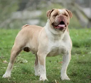 Bulldog Serrano