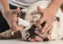 Como limpiar los pliegues de un bulldog ingles