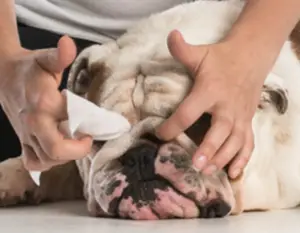 Como limpiar la arruga nariz bulldog ingles